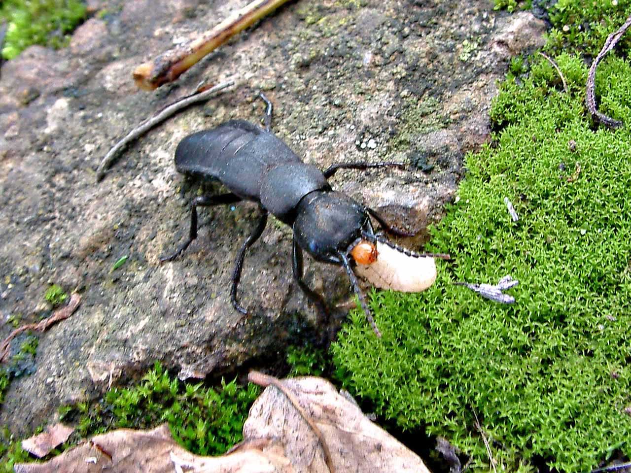 Devil’s coachhorse beetle with vine weevil larva